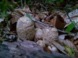 Coprinopsis variegata image