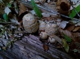 Coprinopsis variegata image