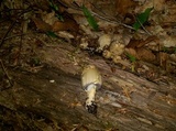 Coprinopsis variegata image