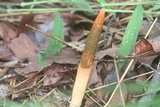 Mutinus elegans image