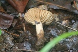 Lactarius marylandicus image