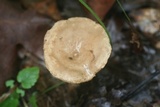 Lactarius marylandicus image