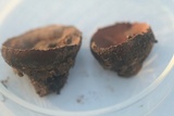 Galiella rufa image