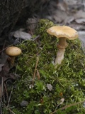 Kuehneromyces marginellus image
