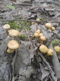 Kuehneromyces marginellus image