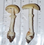 Amanita velatipes image