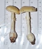 Amanita velatipes image