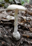 Amanita velatipes image