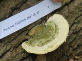 Trametes gibbosa image