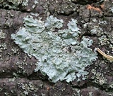 Punctelia missouriensis image