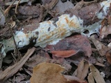 Irpex lacteus image