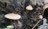 Crepidotus crocophyllus image