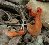 Clathrus columnatus image
