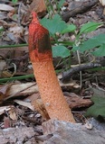 Phallus rubicundus image