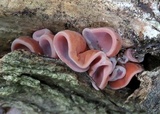 Auricularia angiospermarum image