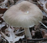 Megacollybia rodmanii image