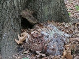 Inonotus dryadeus image
