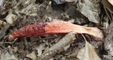 Mutinus elegans image