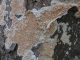 Irpex lacteus image