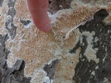 Irpex lacteus image