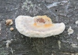 Tyromyces chioneus image