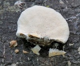 Tyromyces chioneus image