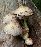 Coprinopsis variegata image