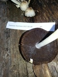 Coprinopsis variegata image
