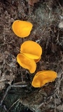 Caloscypha fulgens image