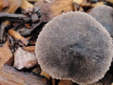 Tricholoma terreum image