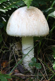 Amanita daucipes image