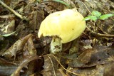 Cortinarius limonius image