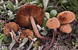 Inocybe lacera image