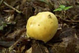 Cortinarius limonius image