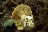 Cortinarius limonius image