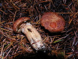 Suillus lakei image