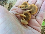 Kuehneromyces marginellus image