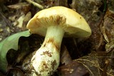 Cortinarius limonius image