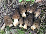 Morchella snyderi image
