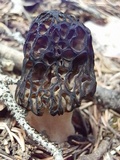Morchella kaibabensis image