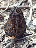 Morchella kaibabensis image