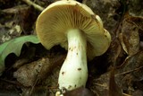 Cortinarius limonius image