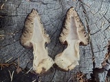Morchella kaibabensis image