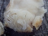 Morchella kaibabensis image