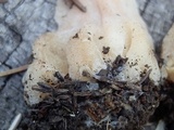 Morchella kaibabensis image