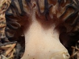 Morchella kaibabensis image