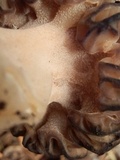 Morchella kaibabensis image