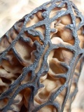 Morchella kaibabensis image