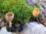 Geopyxis carbonaria image