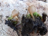 Geopyxis carbonaria image